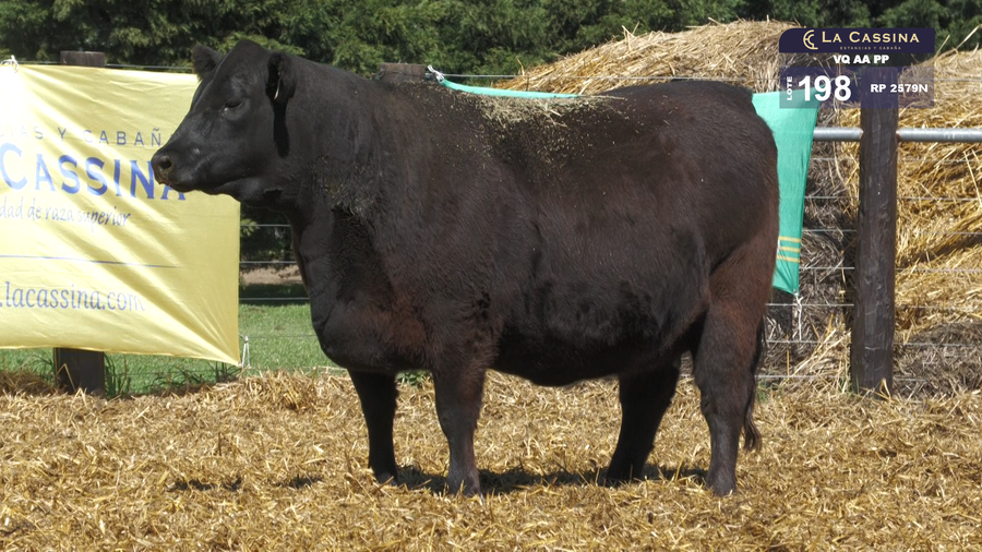 Lote VAQUILLONAS A. ANGUS PP