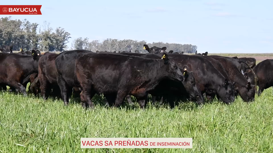 Lote VACAS SA PREÑADAS INEMINACION