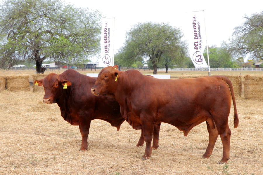 Lote TOROS
