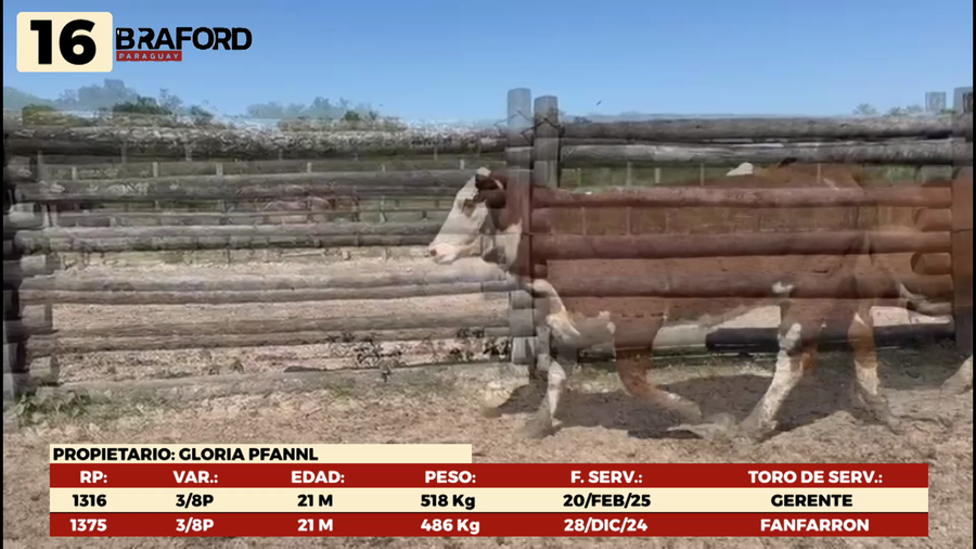 Lote LOTE 16 HEMBRAS DE CAMPO