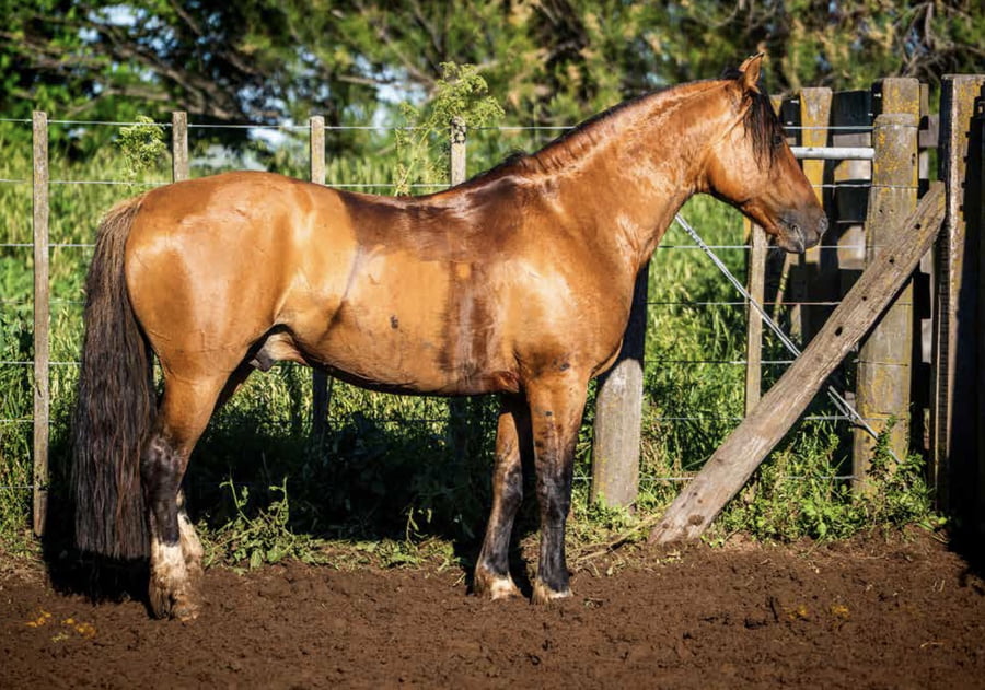 Lote QUELU QUITAPENAS