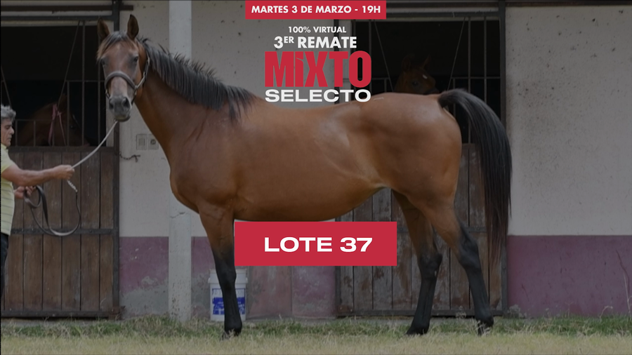 Lote FLORENTINE