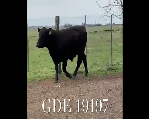 Lote 1 Toros en Punta Indio, Buenos Aires