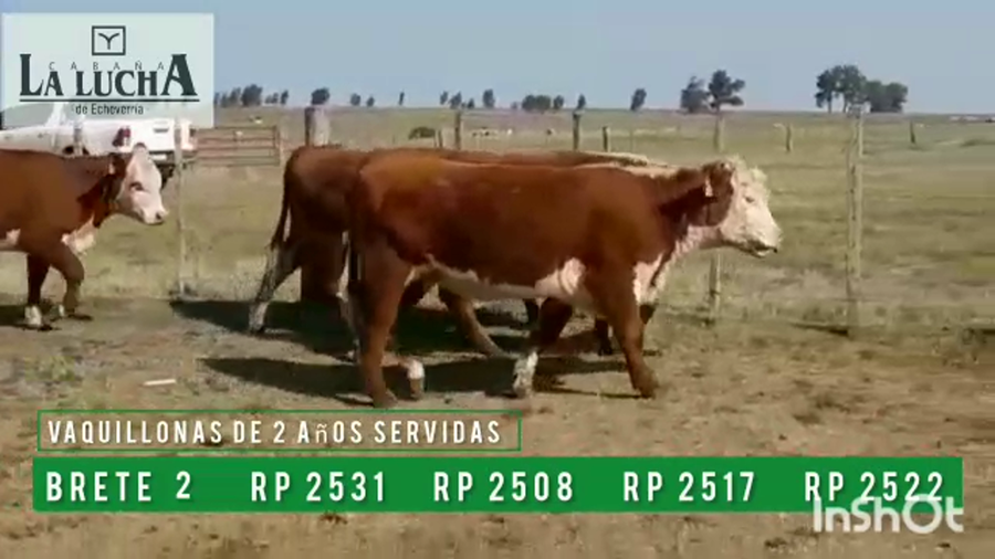 Lote VAQUILLONAS PI  DE 2 AÑOS SERVIDAS