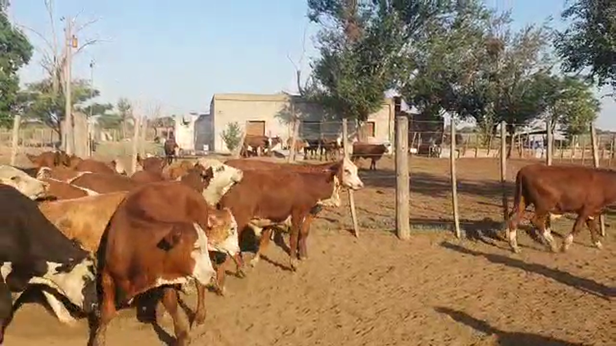 Lote 130 Novillitos Braford en Sarmiento, Santa Fe