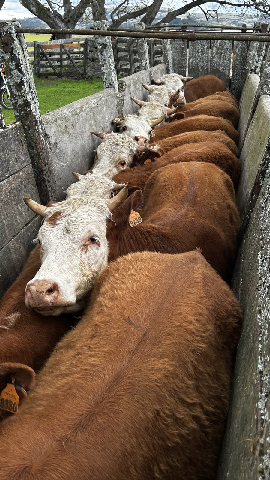 Lote 25 Vaquillonas sin servicio en Lavalleja, Mariscala