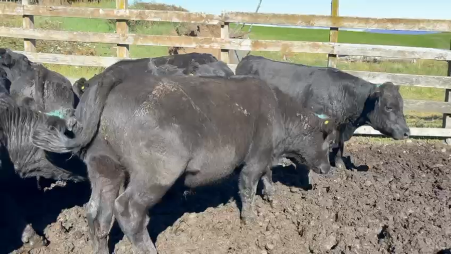 Lote 40 Novillo Engorda en Coyhaique, XI Región Aysén