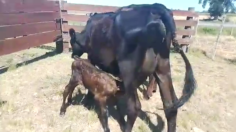 Lote 4 Piezas de Cría Jersey