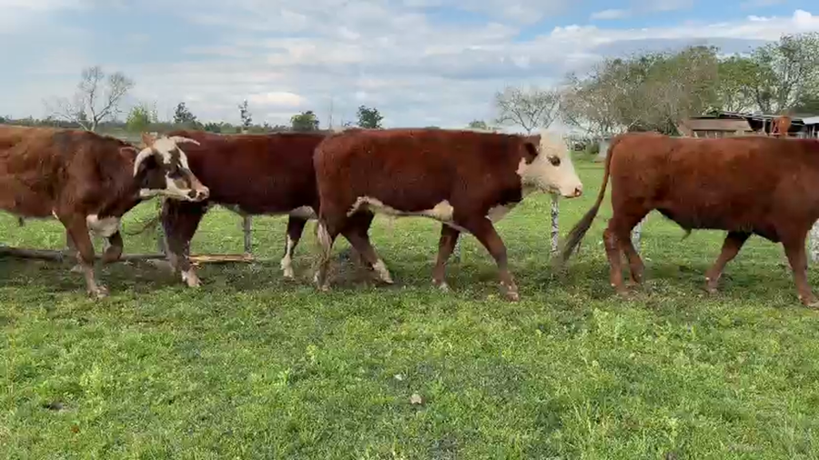 Lote 100 Novillos