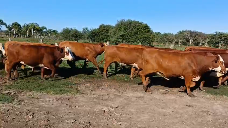 Lote 33 Vaquillonas preñadas en Corrientes, Curuzú-Cuatiá