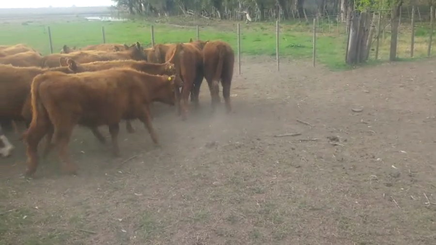 Lote 35 Terneros en Bolívar, Buenos Aires