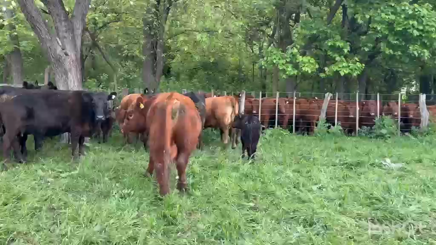 Lote 19 Vacas nuevas AL CTE