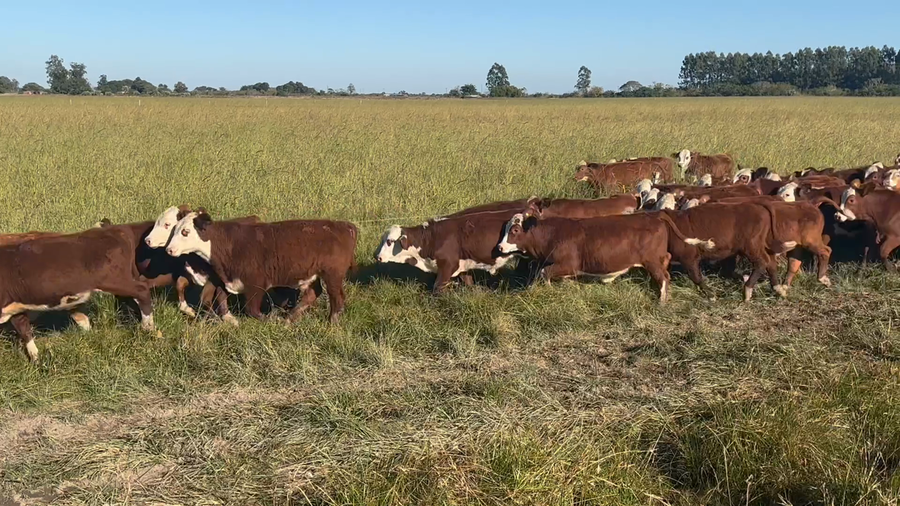 Lote 110 Terneros en Corrientes, Goya