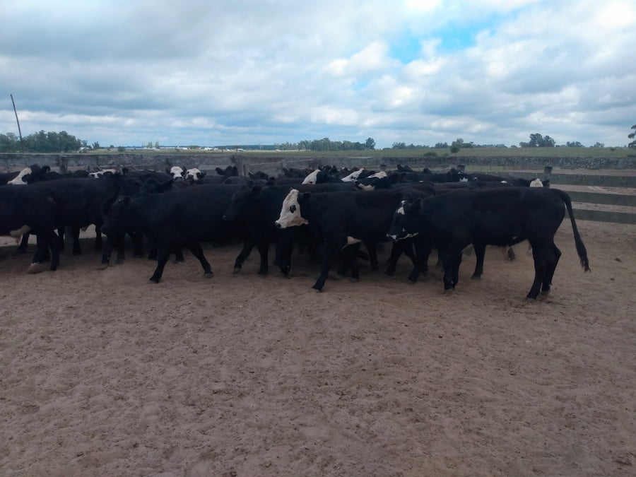 Lote SAENZ VALIENTE, BULLRICH Y Cia. S.A.