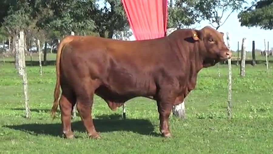 Lote TORO BRANGUS