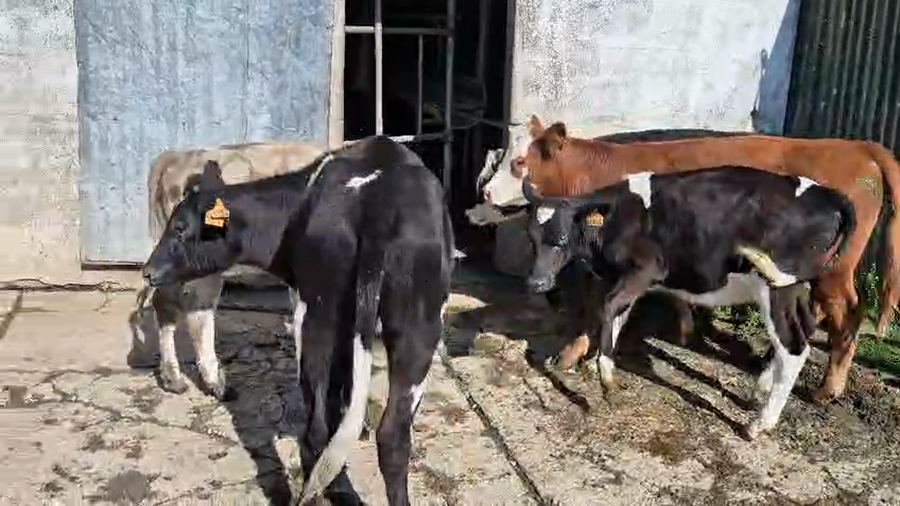 Lote 7 Terneros a remate en Pantalla Camy - Aniversario 31 Años, San José