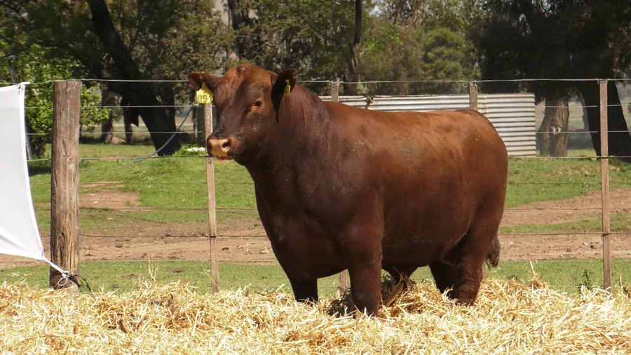 Lote TOROS PUROS CONTROLADOS