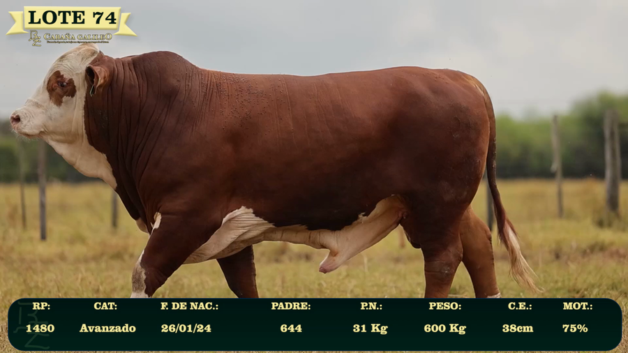 Lote LOTE 74