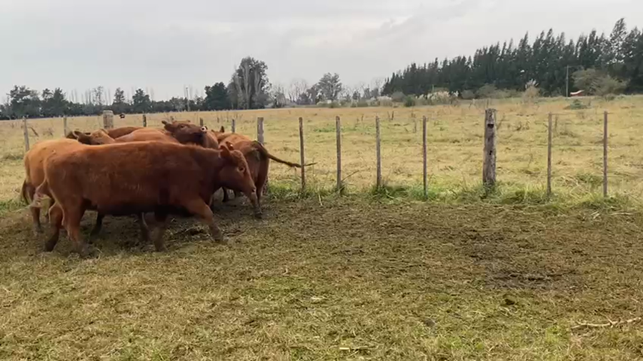 Lote 9 Vaquillonas C/ gtia de preñez