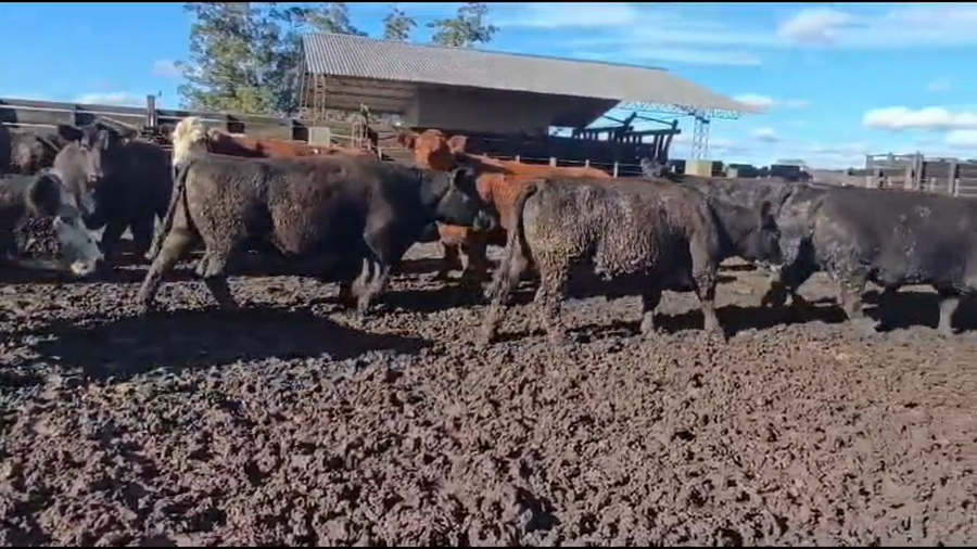 Lote 35 Vacas
