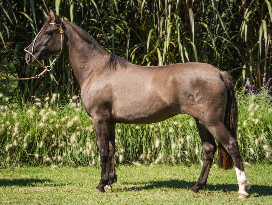 Lote Guirita Japonesa