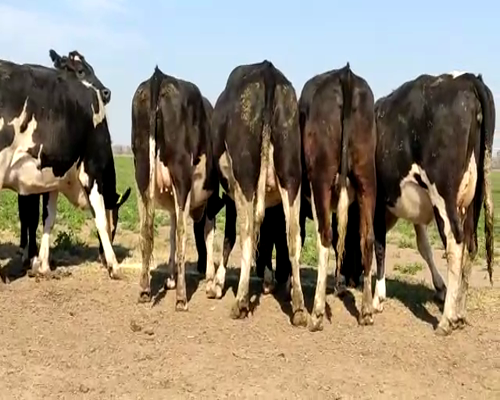 Lote VAQUILLONAS PREÑADAS 5 BELTRAMINO