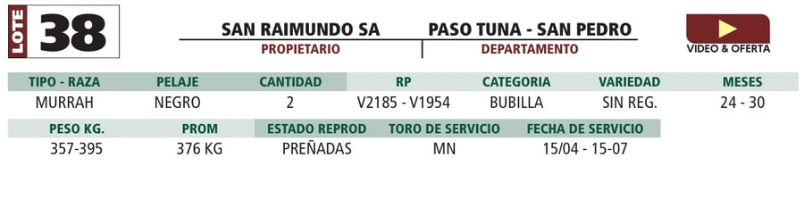 Lote LOTE 38