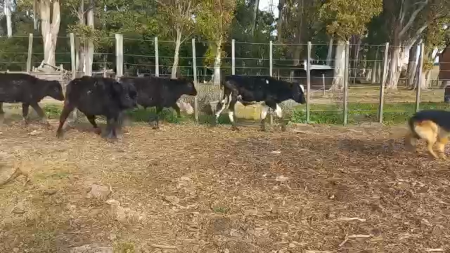 Lote Terneros y Terneras