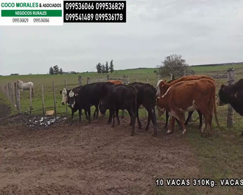 Lote 10 Vacas de Invernada en Ismael Cortinas, Flores
