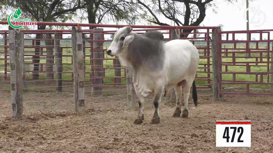 Lote Brahman