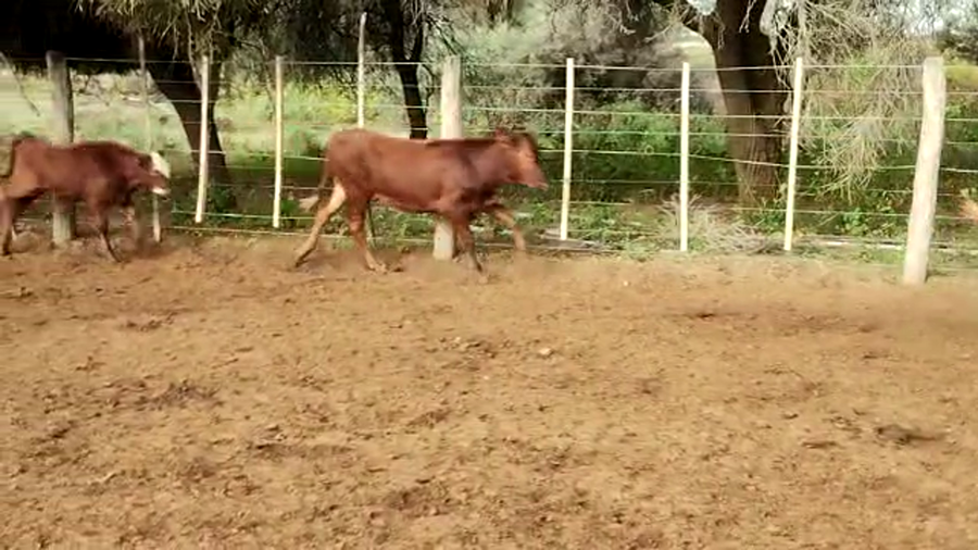 Lote 120 Terneras en Tintina, Santiago del Estero