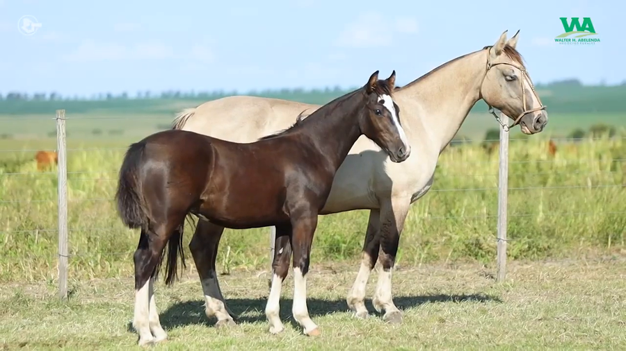 Lote LA ROSADA LAUREADA
