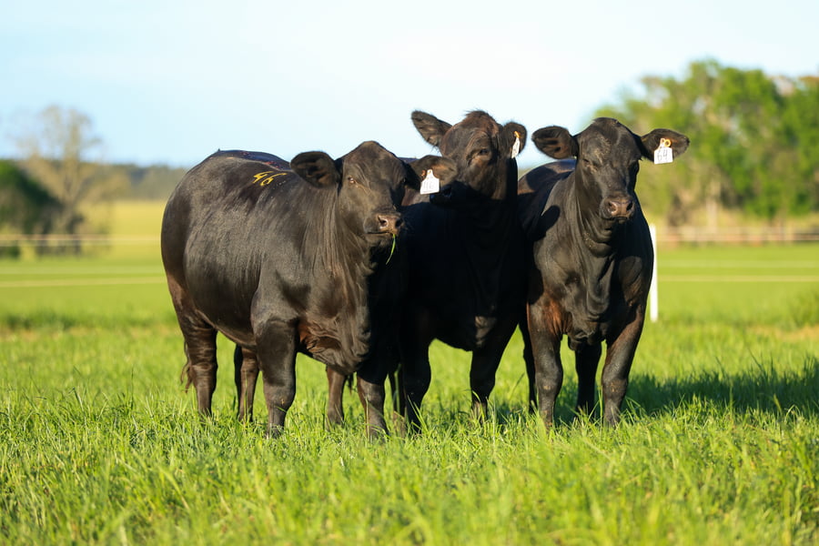 Lote Cabaña Jacarandá