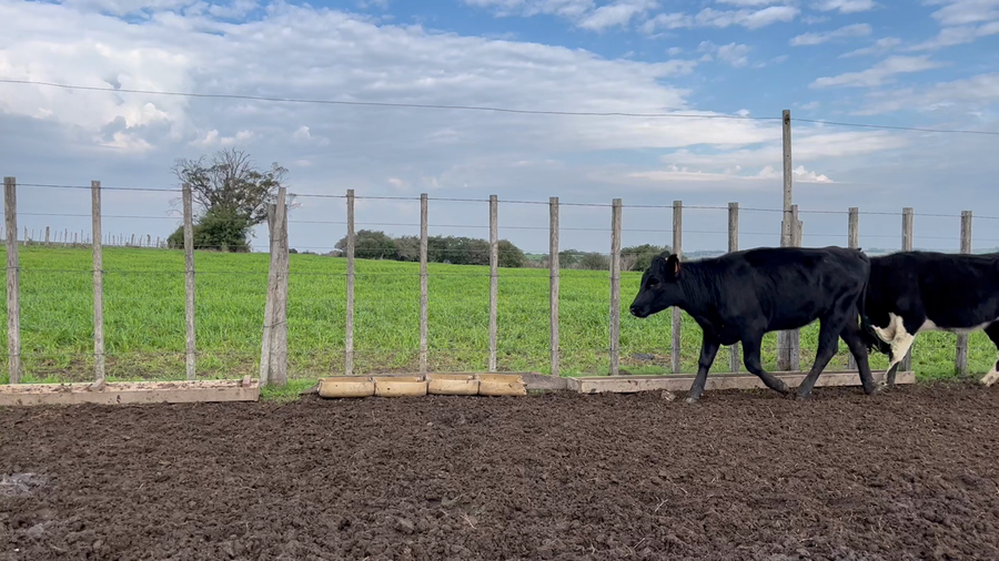 Lote VAQUILLONAS 1 a 2 AÑOS