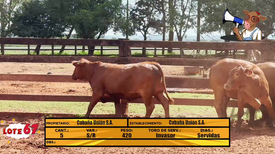 Lote LOTE 67 - EN VIVO