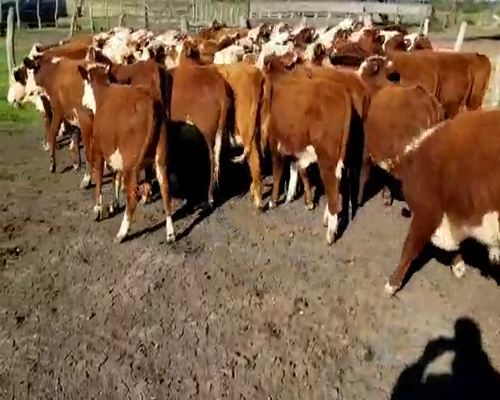 Lote 60 Terneros/as en Villaguay, Entre Ríos