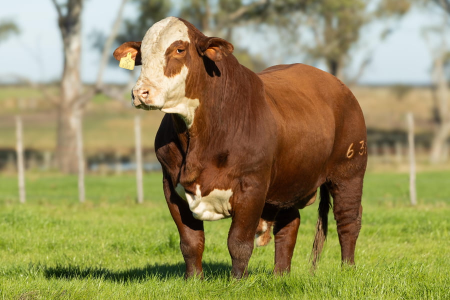 Lote Toros señal 22