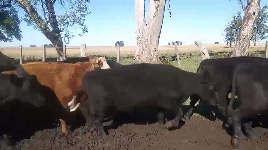 Lote 29 Vacas de invernar