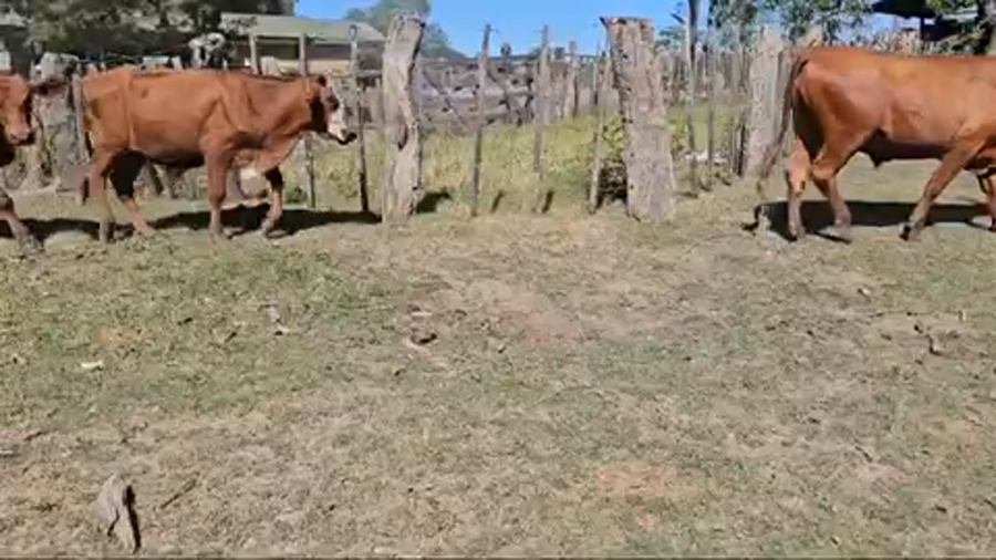 Lote 75 Novillos en Ituzaingó, Corrientes