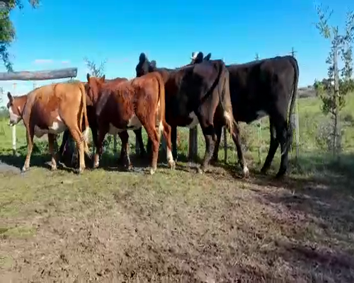 Lote (Vendido)6 Terneras CRUZA a remate en Entre Martillos 216kg -  en SAN JOSE