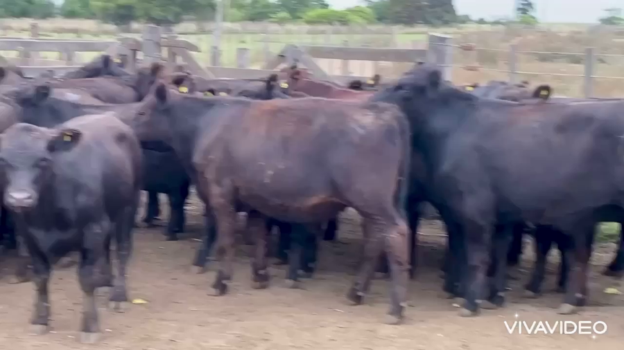 Lote 100 Terneros