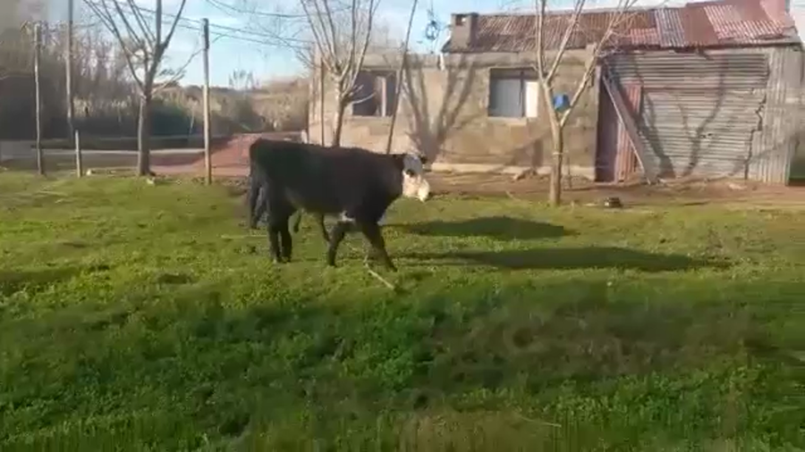 Lote (Vendido)2 Novillos PAMPAS a remate en 5to remate por pantalla ENTRE MARTILLOS 250kg -  en CANELONES