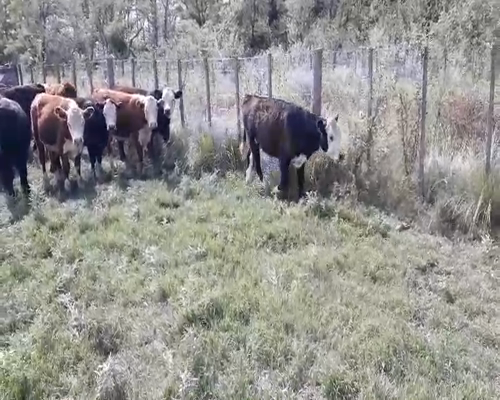 Lote 33 Terneros/as en arboledas, Buenos Aires