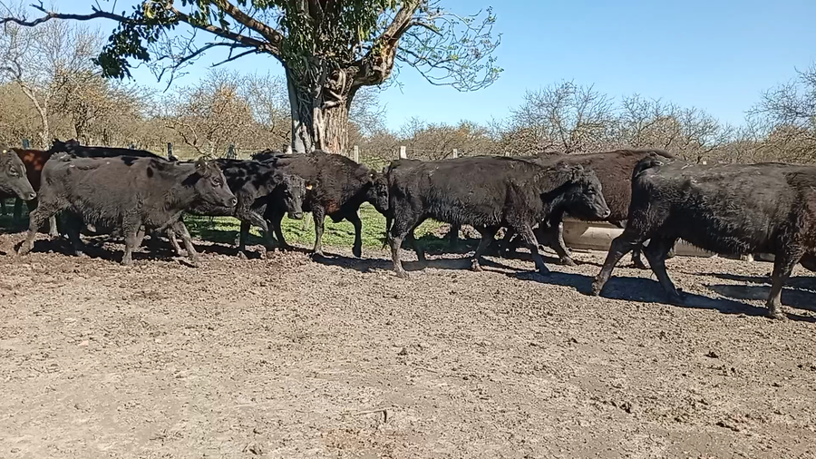 Lote 96 Vacas de invernar