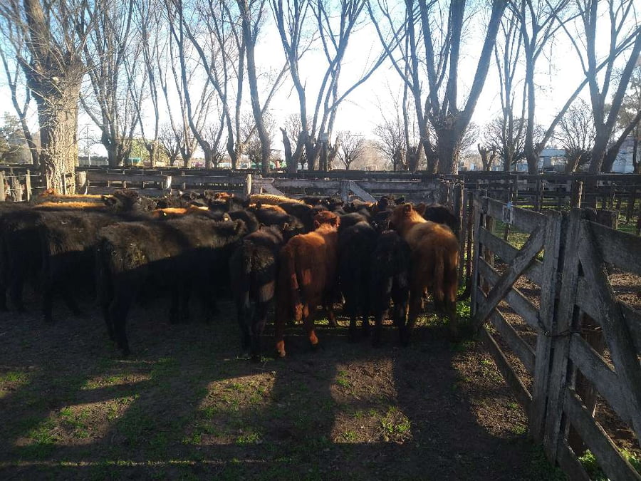 Lote 44 Terneros en Gral. Lamadrid, Buenos Aires