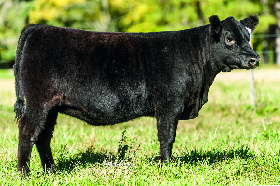 Lote TERNERAS PURAS DE PEDIGREE