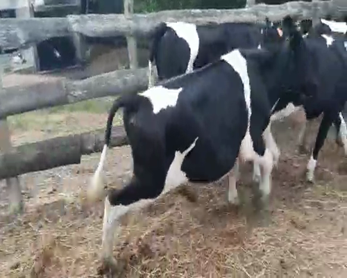 Lote 8 Novillos 1 a 2 años HOLANDO a remate en Pantalla Camy 260kg - , San José