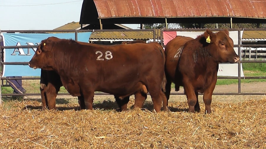 Lote TOROS ANGUS COLORADOS PC