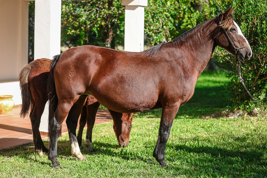 Lote ESCOPETA DA SANTA EULALIA