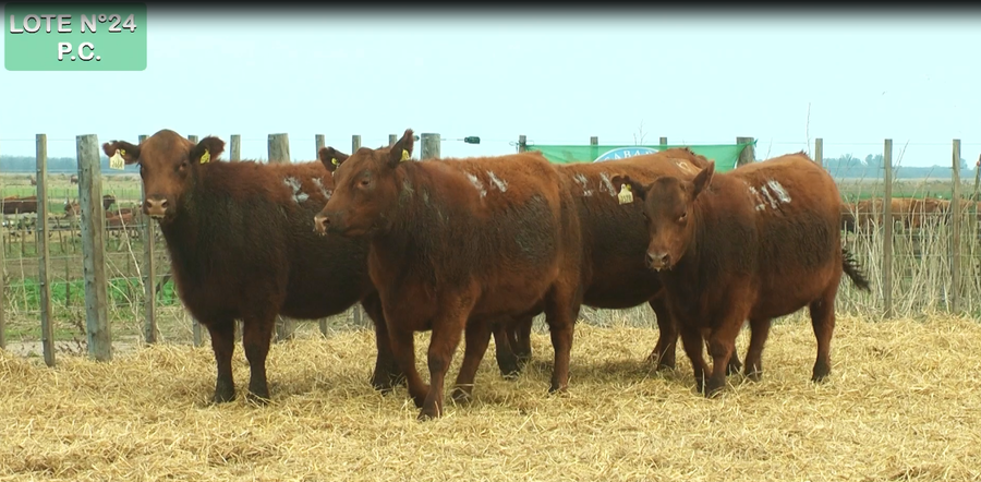 Lote VAQUILLONAS P.C. 15 MESES - PREÑADAS - PARICION PRIMAVERA